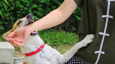 الصحة تنفي تسجيل 1600 إصابة بداء الكلب في الأنبار