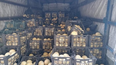 لەماوەى هەفتەیەکدا نزیکەى 40 تۆن کاڵەکى نەشیاو بۆ خوارد دەستى بەسەرداگیراوە
