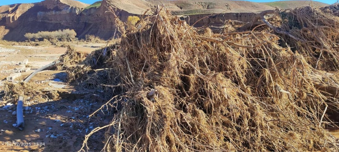 پاشماوه‌ى داره‌ ته‌مه‌ن 60 ساڵییه‌كه‌ى چه‌می ئاوه‌سپی دۆزرایه‌وه‌ كه‌ لافاى هه‌ڵیته‌كاندبوو