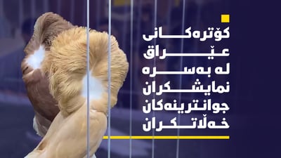 لە پێشبڕکێیەک 300 جۆری کۆتر نمایش کران