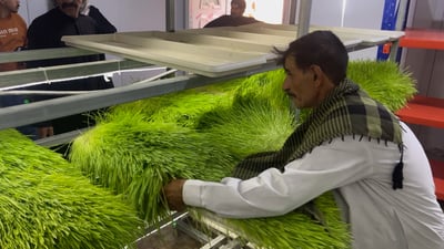 تحبه البقرة أكثر من العلف.. رعاة ميسان أنتجوا الشعير على طريقة الأمم المتحدة!