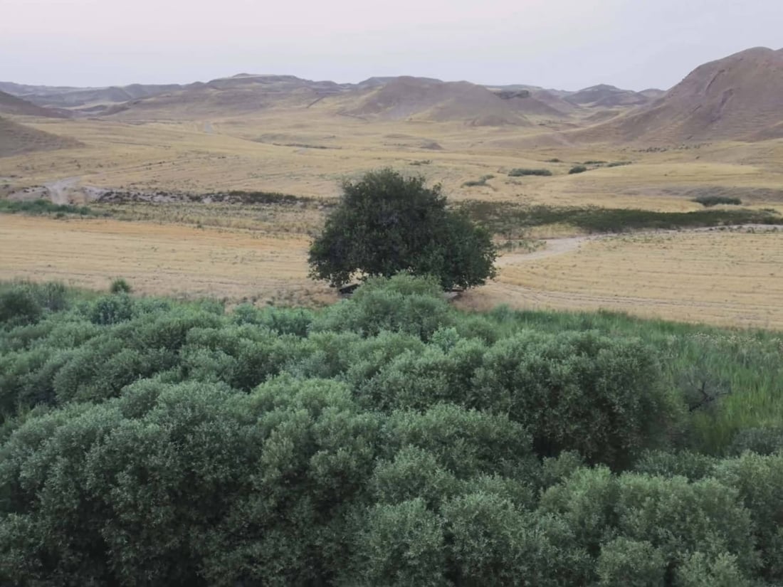 پاشماوه‌ى داره‌ ته‌مه‌ن 60 ساڵییه‌كه‌ى چه‌می ئاوه‌سپی دۆزرایه‌وه‌ كه‌ لافاى هه‌ڵیته‌كاندبوو