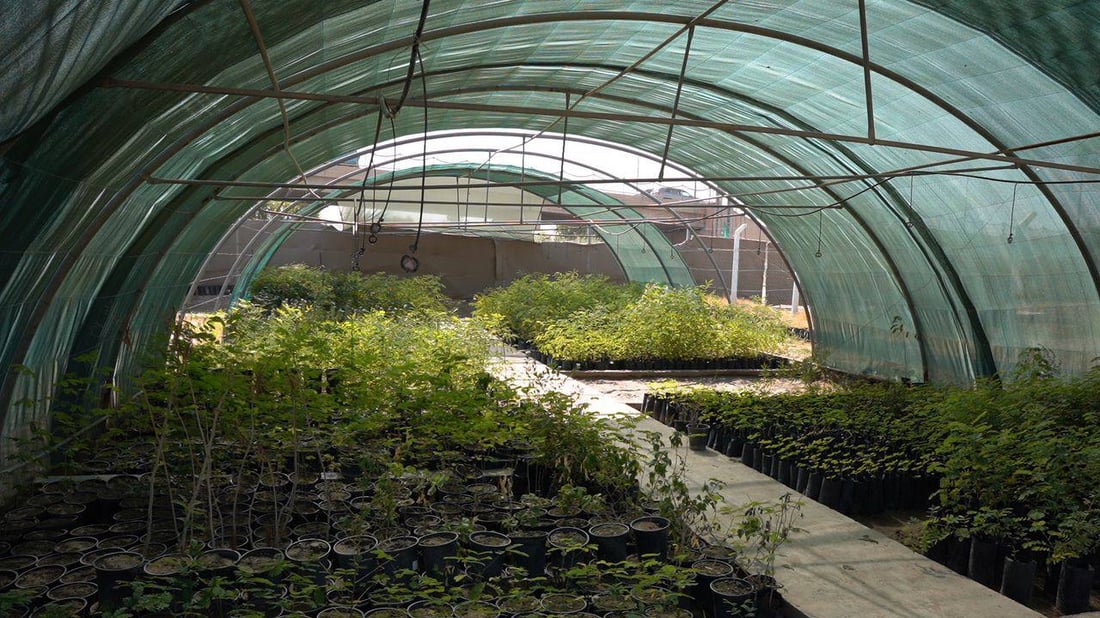 “ببلاش”.. واسط جهزت ربع مليون شجرة ألبيزيا للتوزيع غداً فتوجهوا إلى المشتل