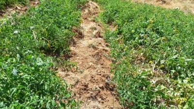 Windstorm devastates crops in Pishdar area
