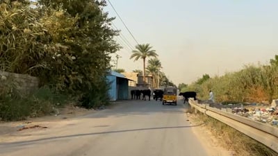 بغداد: المواشي تجتاح حدائق “السويب” وتقتحم أحكام العشائر “خارج دوام البلدية”