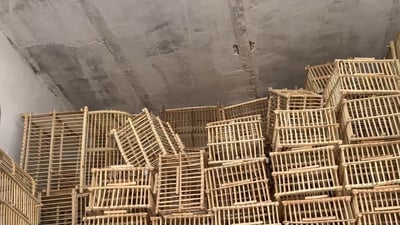 ساڵانە بولبولی مەندەلی کەم دەبێتەوە و هێشتا بازاڕیشی گەرمە