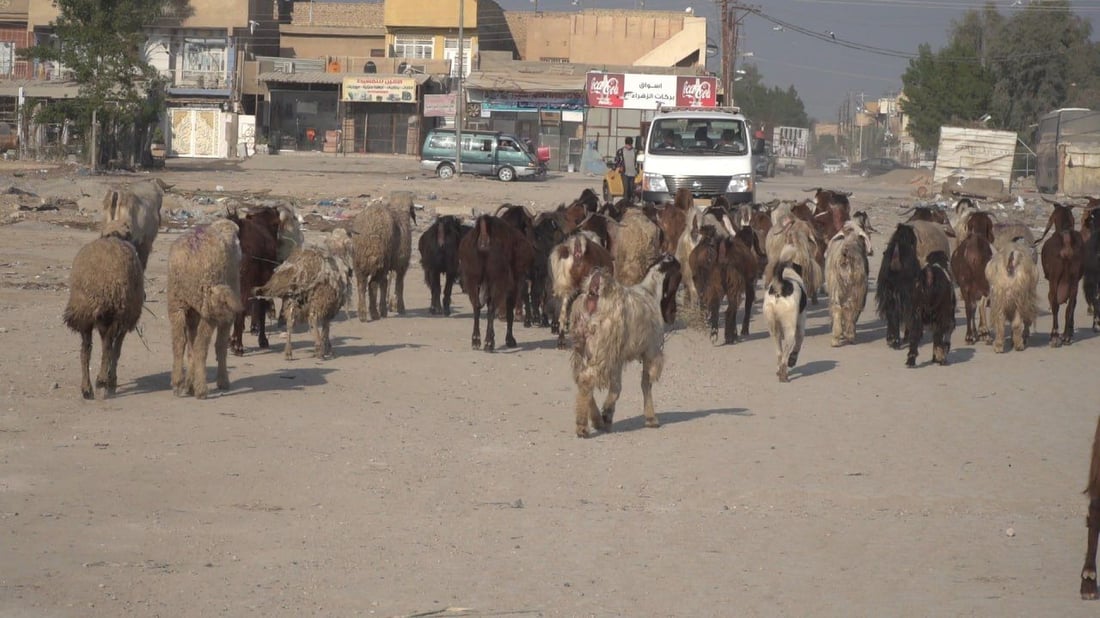 الحلة تسبق الأضحى بحملة على “جوبات” الأغنام.. خطة لمنع الرعي والجزر العشوائي