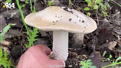 ساڵانە لە هەرێمی کوردستان زیاتر لە 5 هەزار تۆن قارچک بەرهەم دێت