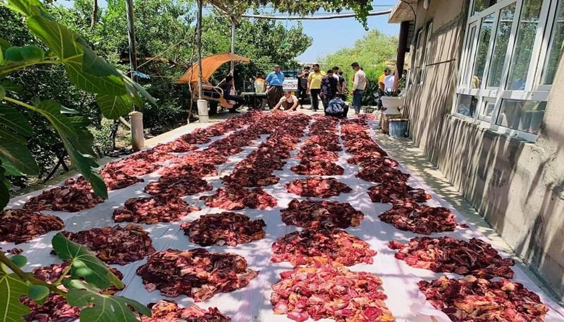 ئەمڕۆ یەکەم رۆژى جەژنى قوربان دیارى دەکرێت