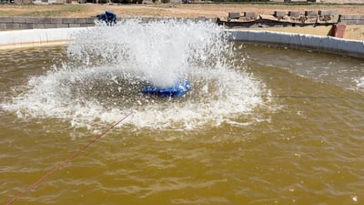 Daquq farmers adopt closed fish ponds after crackdown on water use