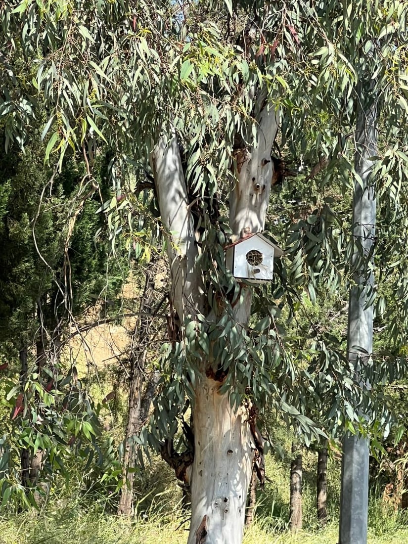 ئه‌و هێلانه‌ ده‌ستكردانه‌ى بۆ باڵنده‌كانى شه‌قڵاوه‌ دروستكرابوون ئاوه‌دان بوونه‌ته‌وه‌