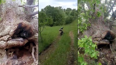 مینێك له‌ژێر دارێكی به‌ته‌مه‌ن داندراوه‌ته‌وه‌ به‌ڵام نه‌ته‌قیوه‌