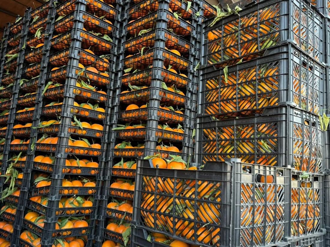 گەورەترین عەلوەی سەوزە و میوە لە هەولێر دەکرێتەوە