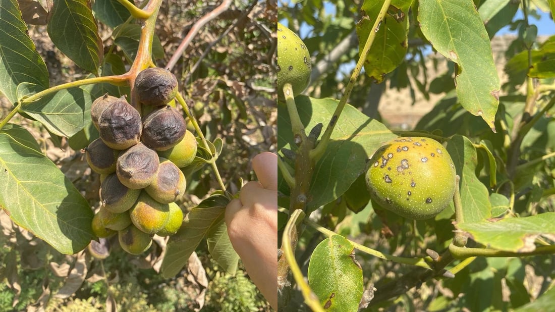 بەدواداچوون بۆ نەخۆشکەوتنی دارگوێزەکانی باڵەکایەتی دەکرێت
