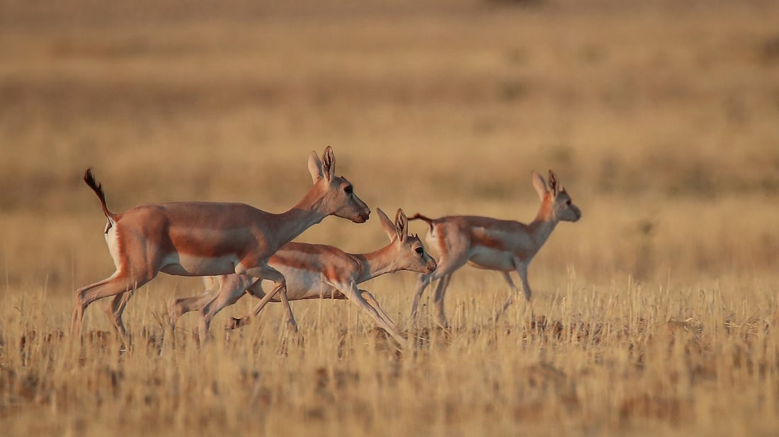 Illegal deer hunting continues in breeding season as 15 poachers arrested