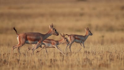 Illegal deer hunting continues in breeding season as 15 poachers arrested