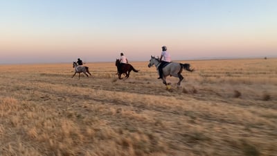 كاميرا 964 مع فرسان شمر على تخوم سوريا.. وكل ما يريدونه مضماراً فقط