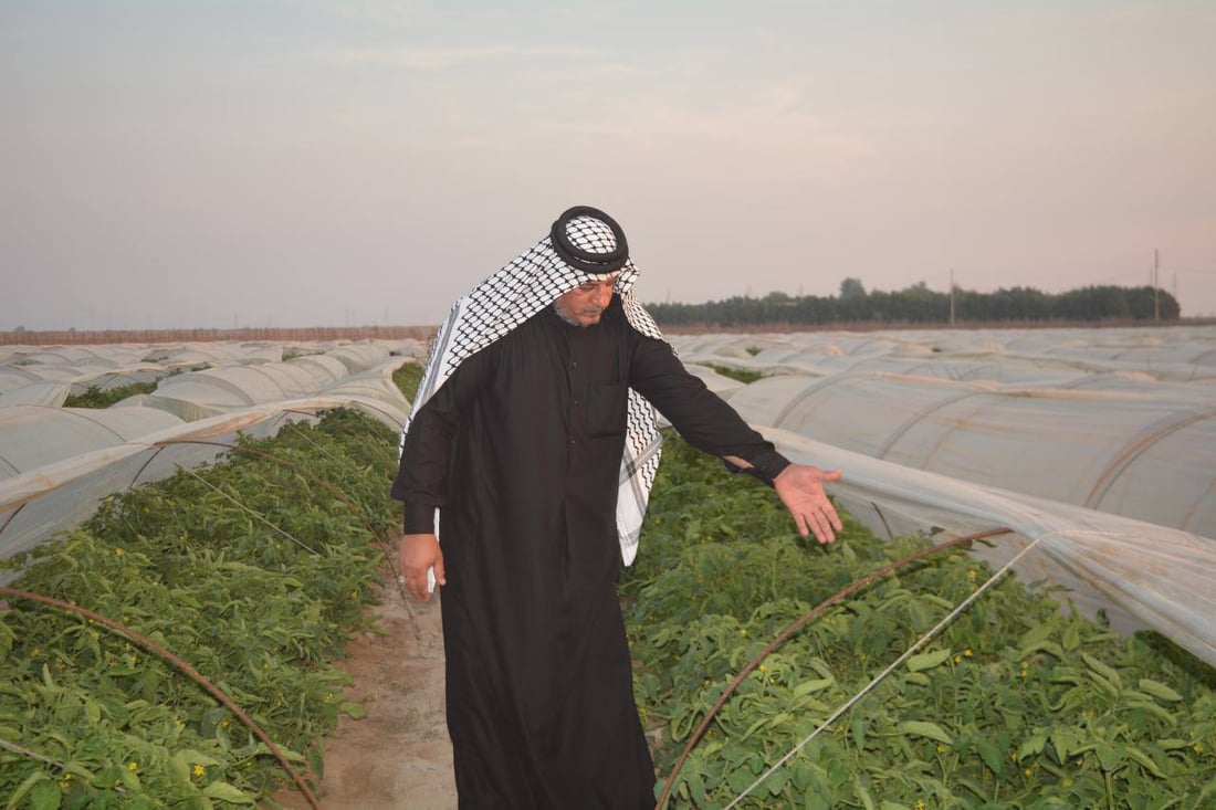 طماطة الزبير الأشهى والأكثر خسارة في العراق.. قائمة بالديون والنفقات (صور)