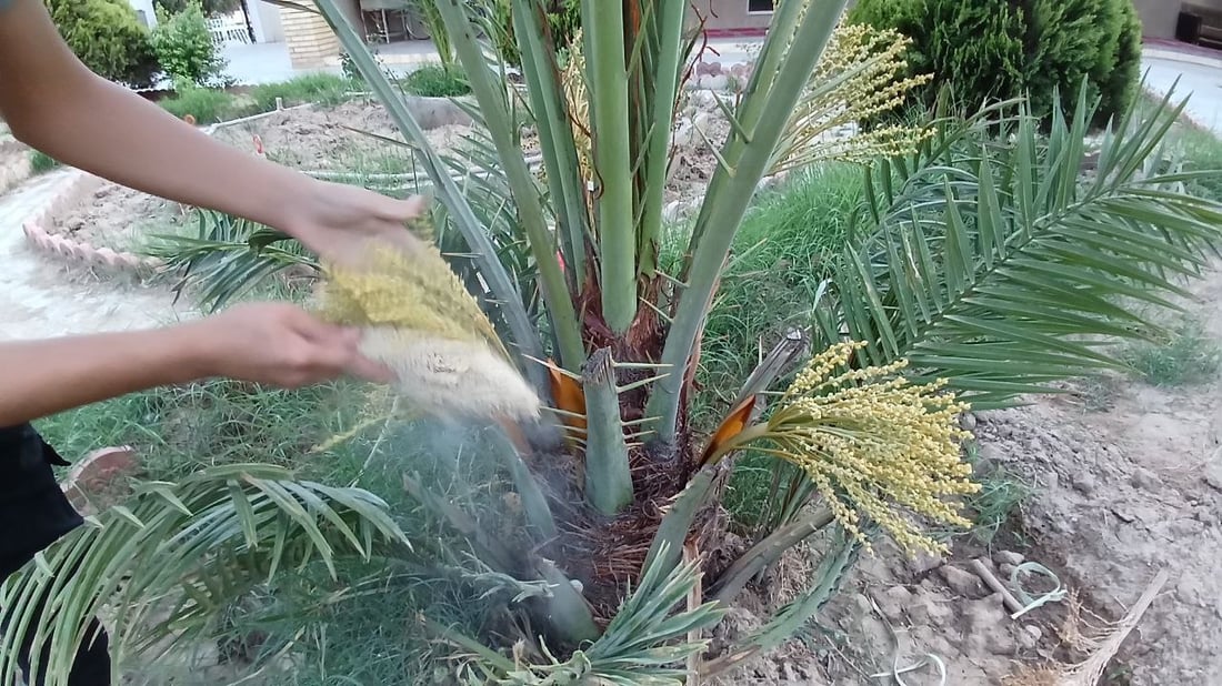 صور: آلتون كوبري صارت تعشق النخيل: سنلقحه رغم العواصف العاتية والأمطار