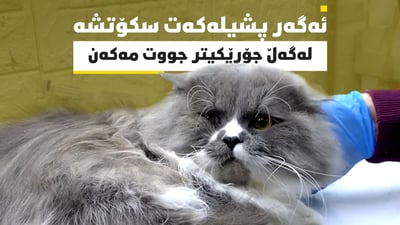 ئیتر پشیلەکان چاوەڕێی وەرزی جووتبوون ناکەن