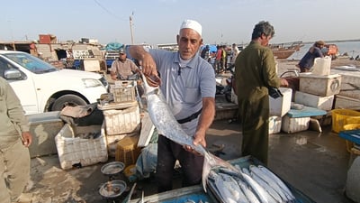 فيديو من المزايدات على سمك البحر في مرسى النقعة.. الكنعد ضيف جديد على السلال