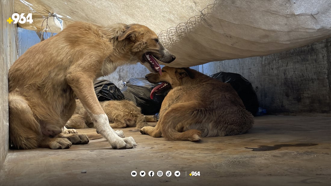 کۆکردنەوەی سەگە بێلانەکان لە هەولێر دەستیپێکرد