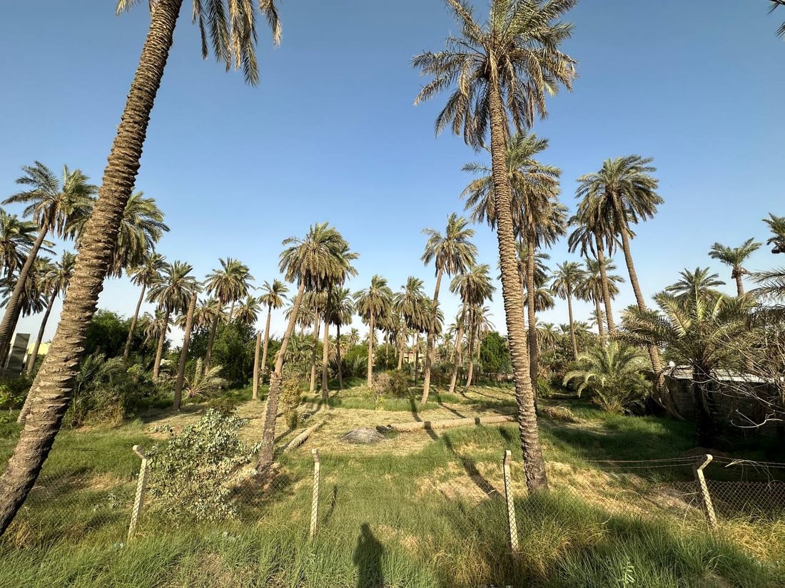 مطلوب “صواعيد”.. عذوق نخيل بغداد حملت كمية مضاعفة هذا العام (صور)