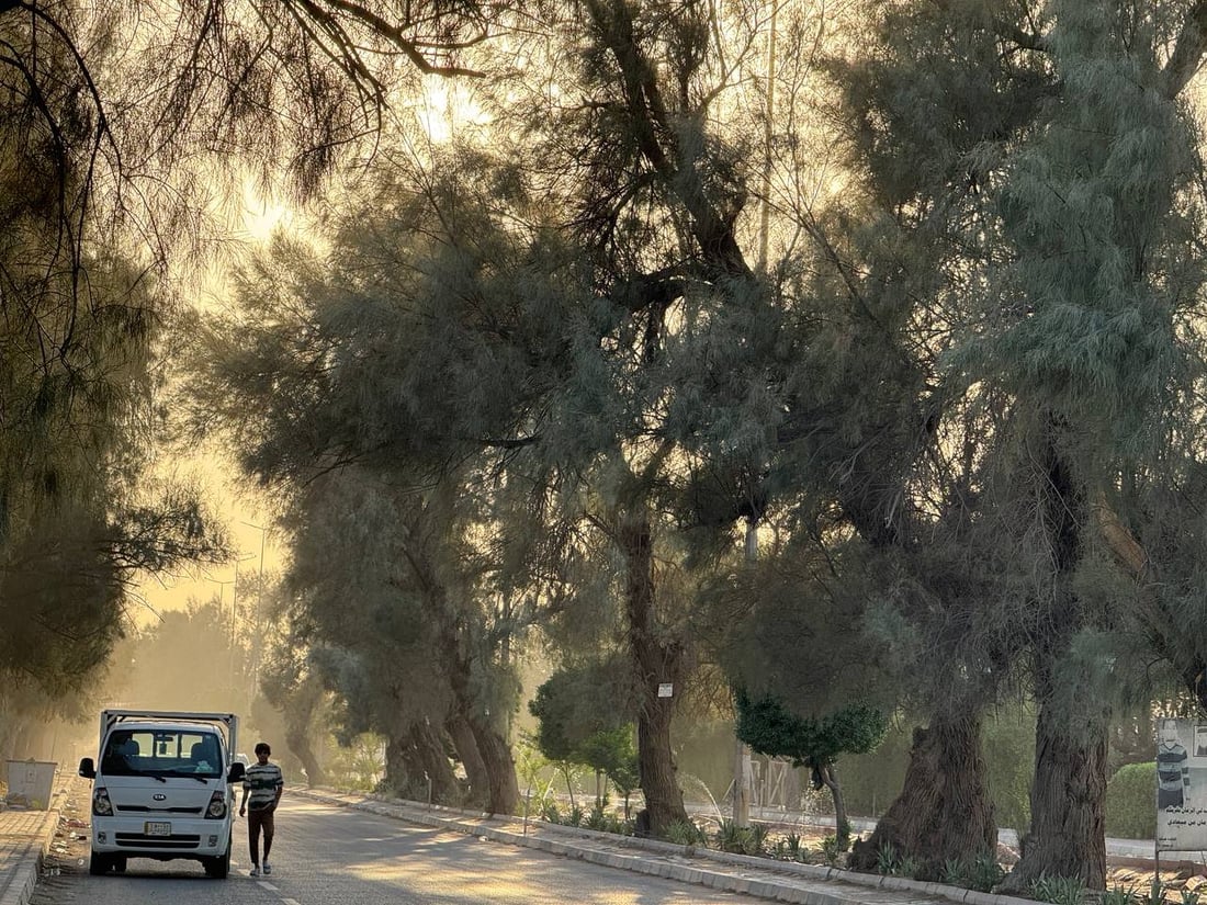 صور: البصرة تنتفض لشجرة “الأثل”.. ذاكرة وهوية وحكايات و”أرقام خاصة”