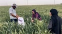 بالشمس والنار.. بدأ الحصاد الأسود في حقول العراق فما هذه التسمية؟ (فيديو)