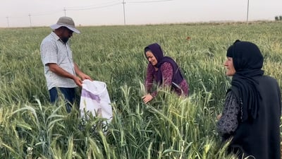 بالشمس والنار.. بدأ الحصاد الأسود في حقول العراق فما هذه التسمية؟ (فيديو)
