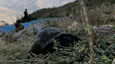 منداڵێکی رەوەند کیسەڵێکی لە مردن رزگار کرد