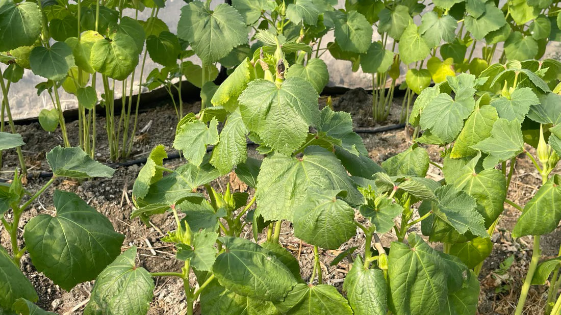 Basra okra fetching $13 per kilo