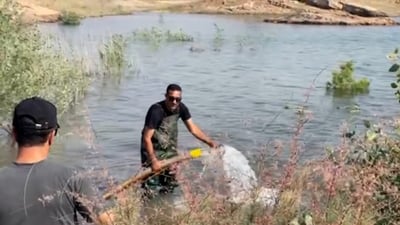 شاهد: إطلاق 14 مليون سمكة في بحيرة حمرين.. كارب عادي وفضي وعشبي
