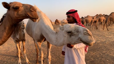 أباعر “فلوس فلوس” تعبر سواتر الجيش العراقي وربيعة تناجي “الوضحا” ليل نهار