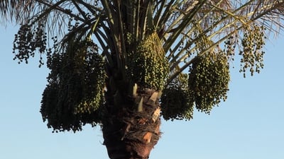 Farmers warn of reduced date harvest in Babil as officials dispute pest impact
