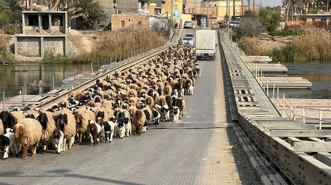 الأمانة تمنع بيع الأغنام في شوارع بغداد وتعد بمصادرتها وعرضها بمزاد علني