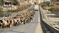 صور: القوات الأمنية تؤمن انتقال 10 آلاف رأس غنم إلى الشا...