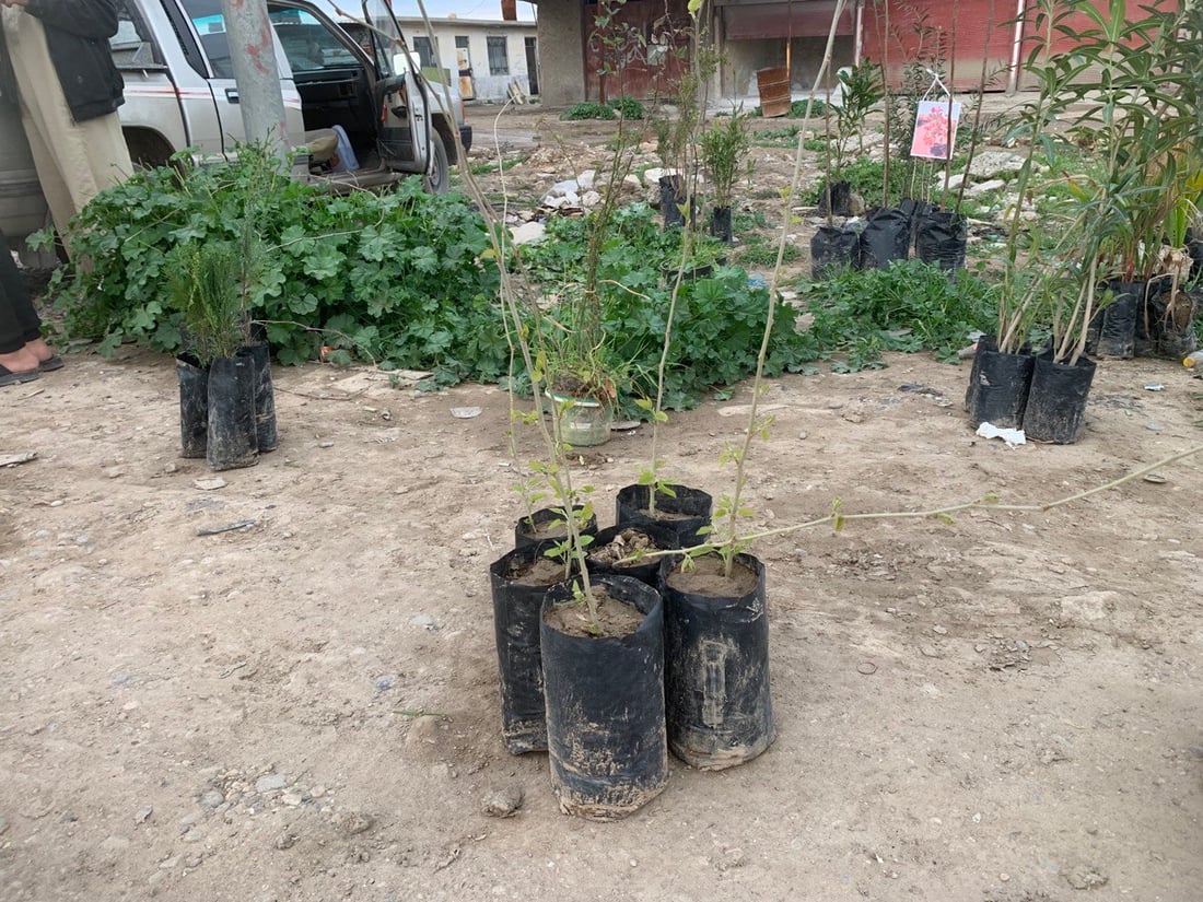 ميتسوبيشي ثامر طه تتجول بين بيوت ربيعة مع أشجار السفرجل والزيتون والحمضيات (صور)