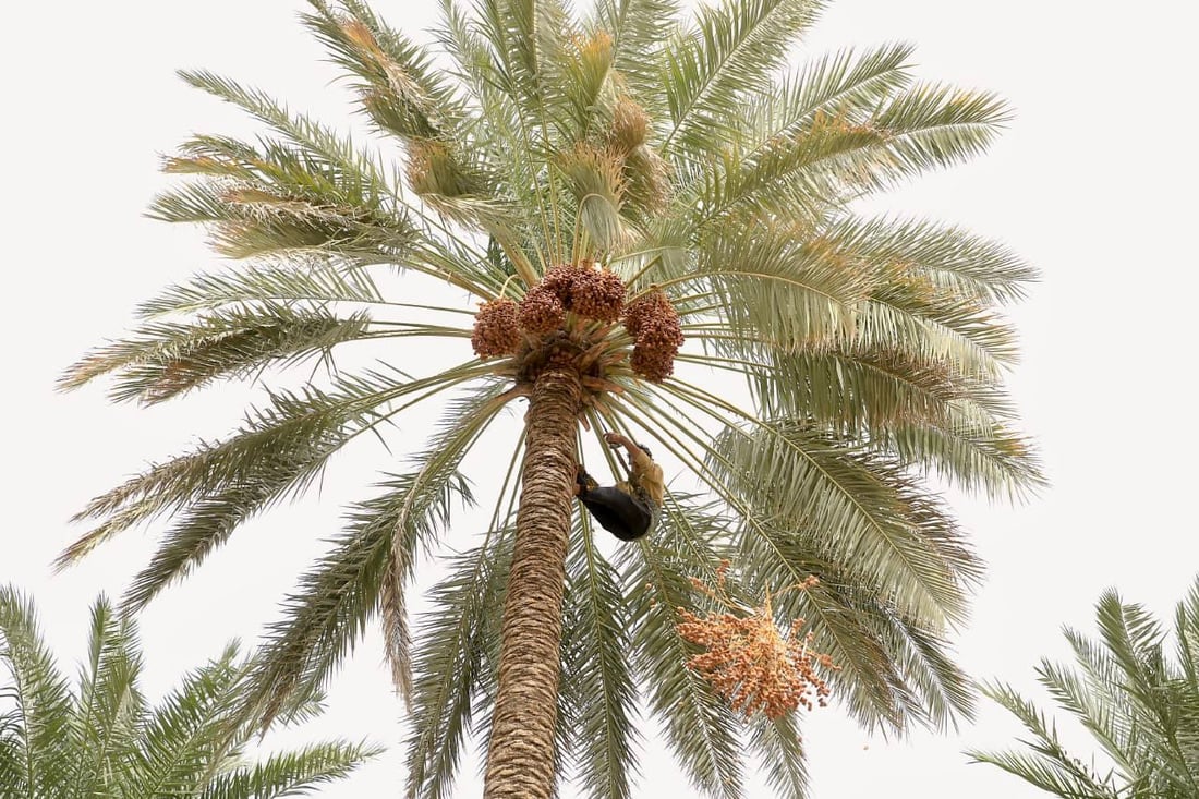 سوەیرە؛ پایتەختى خورماى عێراق