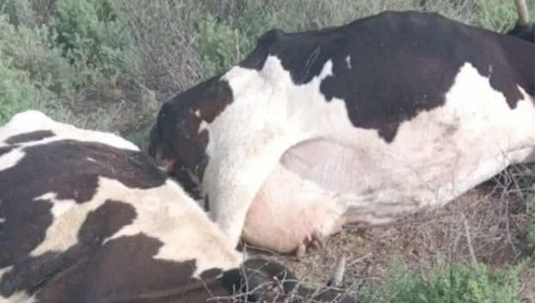 الراعي نجا بأعجوبة.. عاصفة ترابية أسقطت أعمدة كهرباء على قطيع أبقار في كركوك