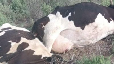 الراعي نجا بأعجوبة.. عاصفة ترابية أسقطت أعمدة كهرباء على قطيع أبقار في كركوك