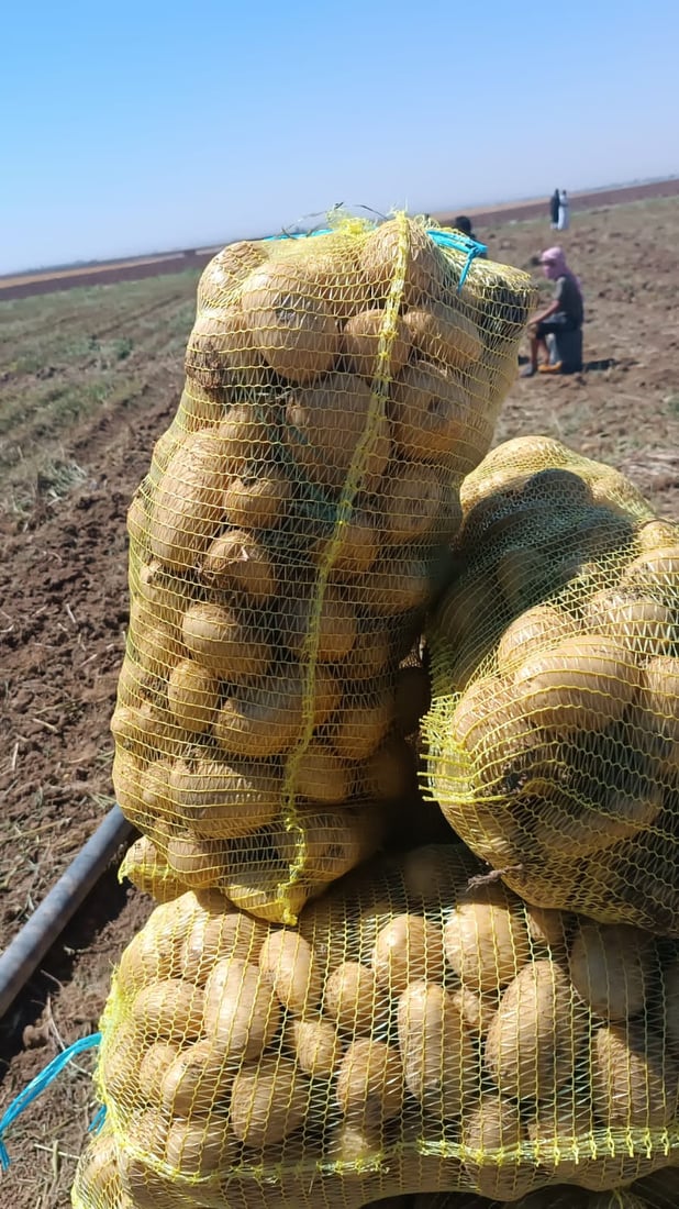 صور: ربيعة قطفت البطاطا لكنها ليست دائماً للبيع.. تجار بغداد وصلوا بسرعة