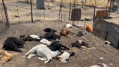 سەگ لە پێستى گورگدا