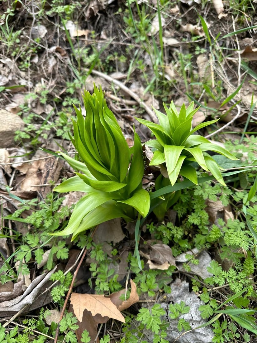 له‌ باڵه‌كایه‌تى په‌ره‌ به‌ پڕۆژه‌ى پاراستنى (گوڵه‌ شلێر) ده‌درێت