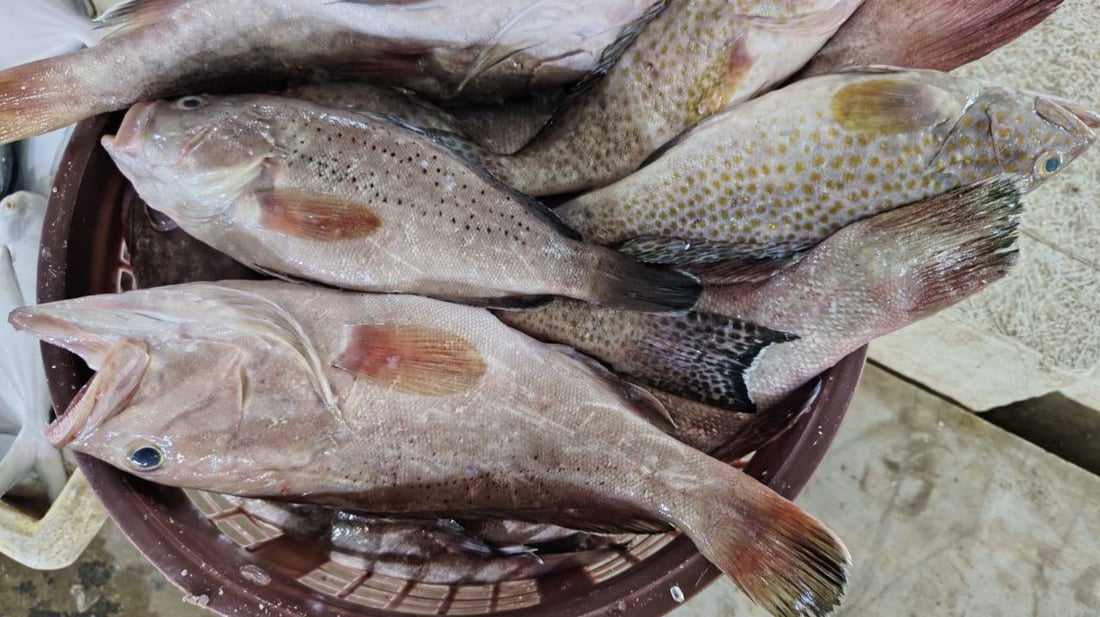 أكثر من 10 أطنان سمك في مرسى النقعة.. ذروة موسم النويبي والروبيان جامبو (صور)