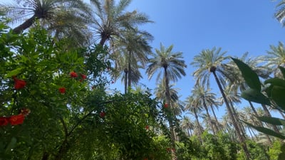 فيديو: “كأنه عرس” في بساتين ديالى.. انتهى الجفاف وليت الحكومة تخزن الماء الوفير