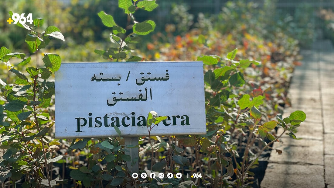 لە ناوەڕاستی ئەم مانگەوە نەمامێک بە 500 دینار بکڕە