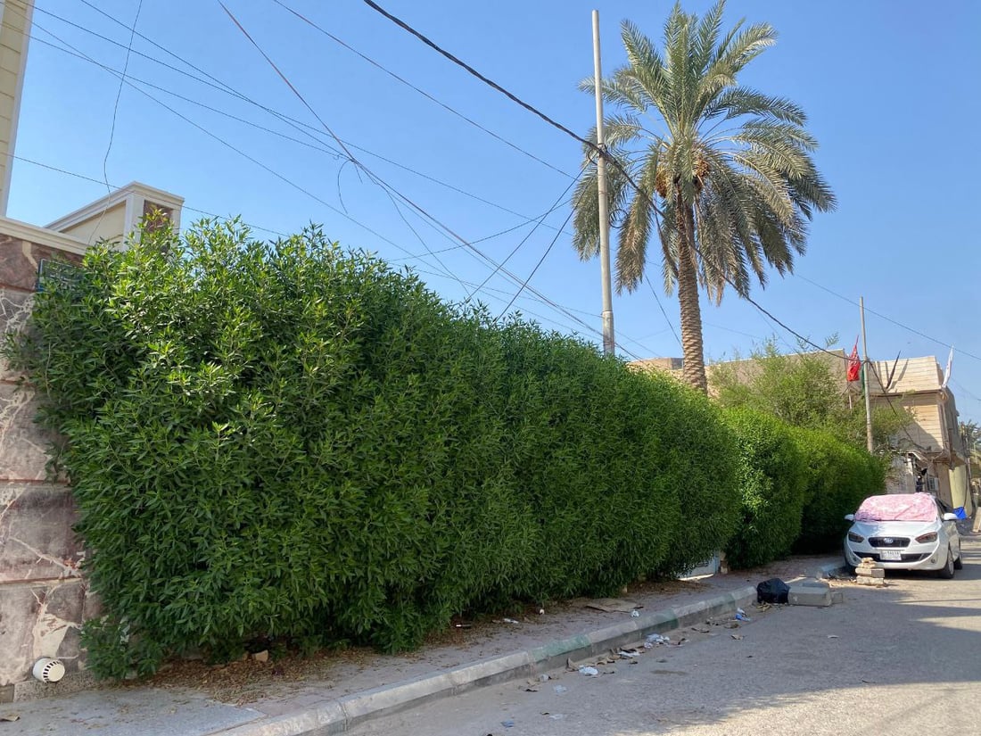 مسابقة بتنظيم البلدية.. السماوة توزع شتلات الورد على المنازل مجاناً