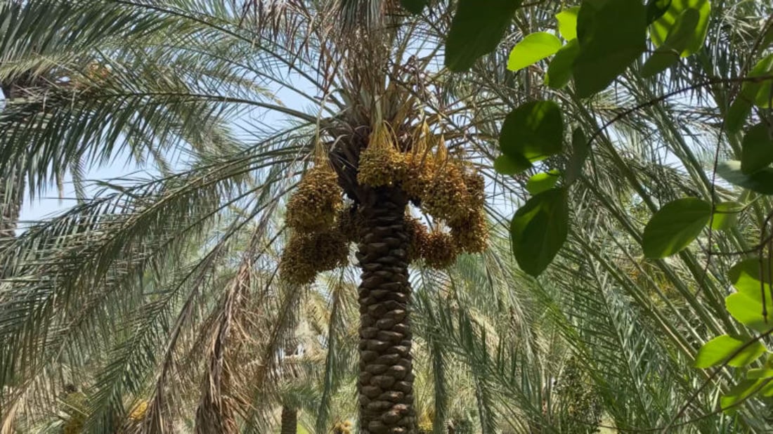 Muthanna’s date season in full swing as farmers call for support