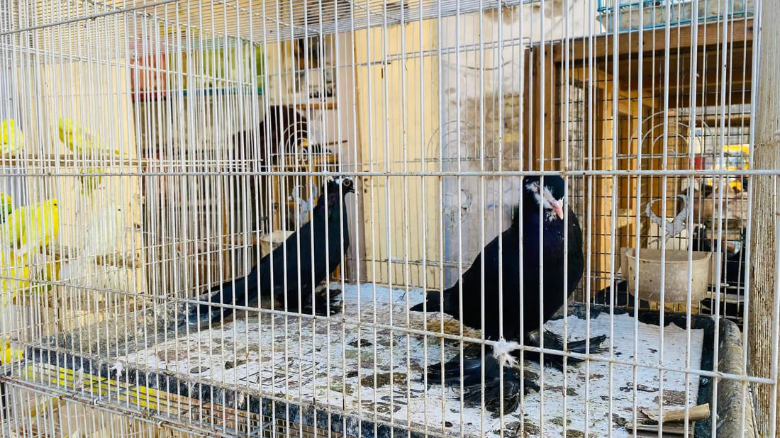 Maysan faces challenges in pet care and medication as winter arrives